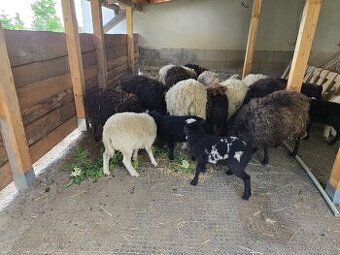 Ouessantské ovce i jehňata
