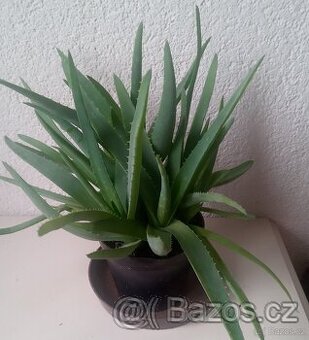 Aloe vera - 1