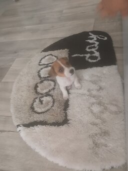 Jack Russel teriér