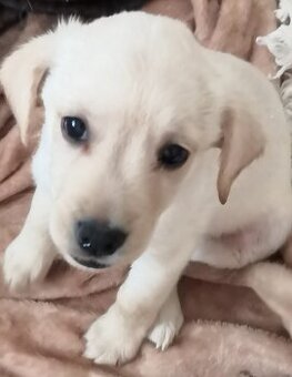 Štěňata labradora kříženci
