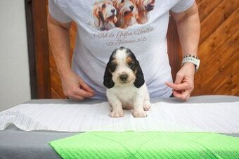 Velký hrubosrstý vendeéský baset