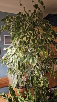 Pokojová květina Ficus Benjamina "Twilight"