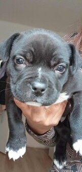 AMERICAN BULLY