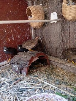 Letošní čínské křepelky