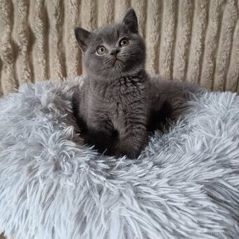 Britská koťata - 1