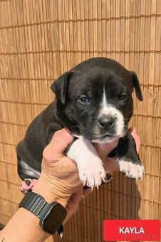 Americký stafordšírský teriér