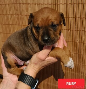 Americký stafordšírský teriér