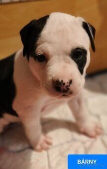 Americký stafordšírský teriér