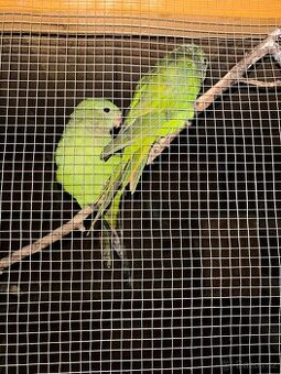 Papoušek nádherný