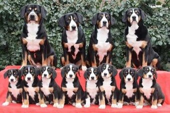 Entlebušský salašnický pes