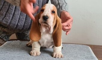 Basset hound