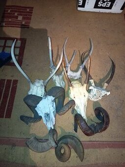 Prodám paroži a hlavy