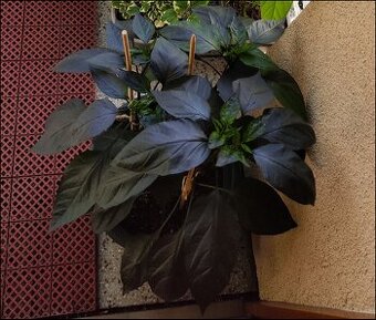 Semena chilli papričky Atzeco 20ks