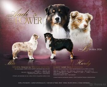 Australský ovčák s PP - štěnata vrh B