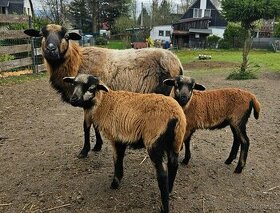 Kamerunská ovce - 1