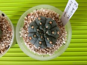 Kaktusy gymnocalycium