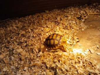 Zelva ostruhatá, sulcata