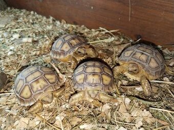 Zelva ostruhatá, sulcata