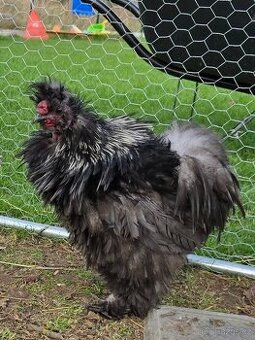 Kohoutek hedvabnicka frizzle