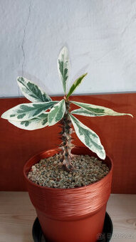 Euphorbia Milii variegated "Fireworks" (trnová koruna)