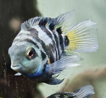 Cichlida papouščí blue