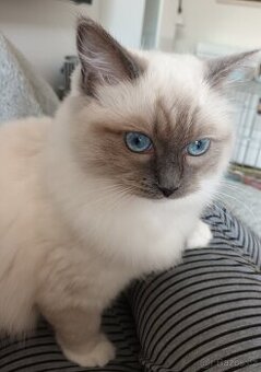 Kočička blue mitted s PP