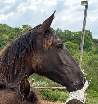 Lusitano hřebec PSL roční a jeho dva bratři