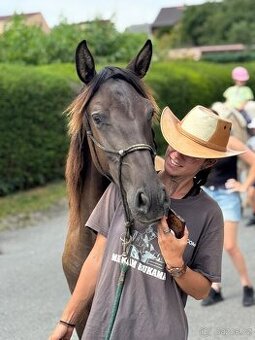 Lusitano hřebec PSL roční a jeho dva bratři