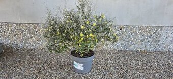 Corokia cotoneaster - 1