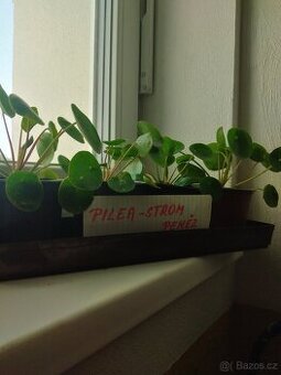 Pilea pepřincová
