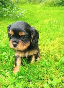 KAVALÍR KING CHARLES SPANIEL ŠTĚŇÁTKA S PP