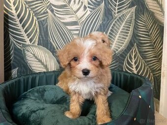 Maltipoo exkluzivní štěňátka