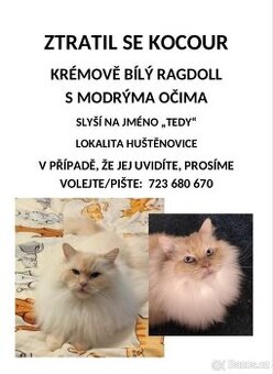 Ztracený ragdoll