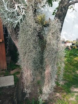 Tillandsia usneoides