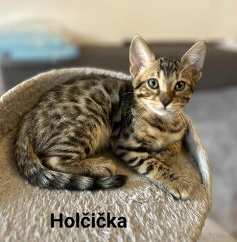 Bengálská kočka - koťata bez PP