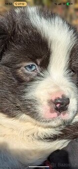 Australský ovčák, štěňata s PP FCI