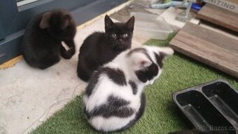 Kočička a kocourek,4 měsíce potřebují domov.