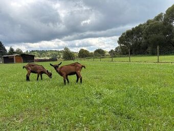 Koza Česká hnědá