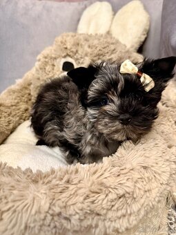 Jorkširský teriér štěňata s PP