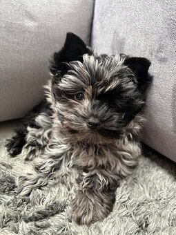 Jorkširský teriér pejsek s PP