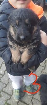 Německý ovčák štěně bez PP