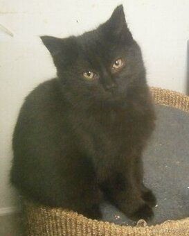 Černý hodný medvídek 3měsíční Míša hledá domov.