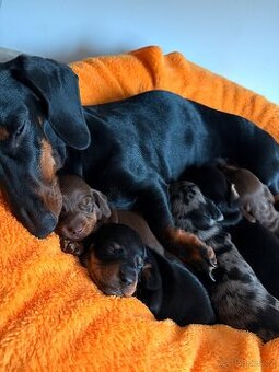 Štěňátka trpasličího jezevčíka bez pp k rezervaci✨