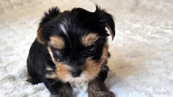 Jorkšírský teriér s PP FCI