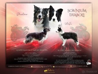 Border kolie s PP štěňata