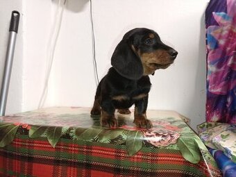 Jezevčík trpasličí - 1