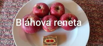 Prodám česaná jablka Bláhova reneta bez postřiků