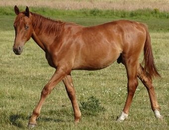 Prodám hřebce Kůň Kinský,