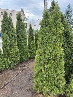 Thuje Smaragd, výška cca 2 m