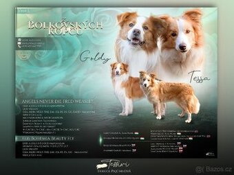 Štěňátka border kolie s PP